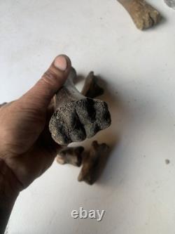 Fossilized Bison Bones