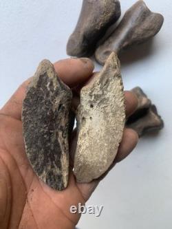 Fossilized Bison Bones