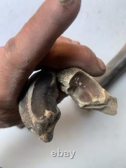 Fossilized Bison Bones