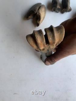 Fossilized Bison Bones