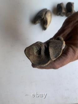 Fossilized Bison Bones