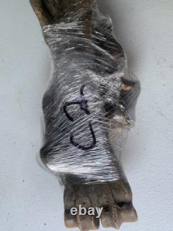 Fossilized Bison Bones