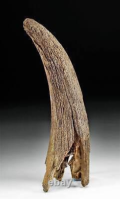 Fossilized Ice Age Bison Horn Pleistocene, ca. 250,000 to 10,000 years ago