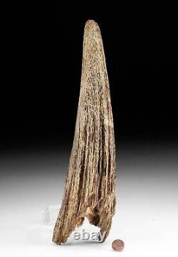 Fossilized Ice Age Bison Horn Pleistocene, ca. 250,000 to 10,000 years ago