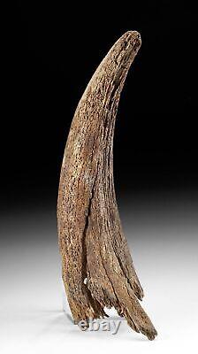 Fossilized Ice Age Bison Horn Pleistocene, ca. 250,000 to 10,000 years ago