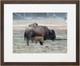 Framed Photograph, Nursing Bison Calf, Yellowstone National Park Original Print