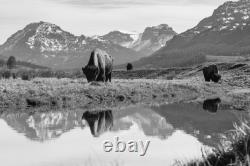 Frank Bull Bison Graze in Lamar Valley, Yellowstone National Park Art Print