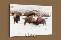 Frank Young Bison Spar Along the Firehole River, Yellowstone National Park