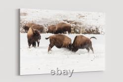 Frank Young Bison Spar Along the Firehole River, Yellowstone National Park