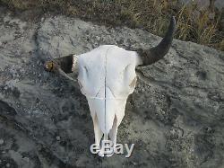 Freak Buffalo/Bison Skull Mount/Taxidermy/Elk/Deer/Cabin/Western Decor