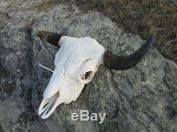 Freak Buffalo/Bison Skull Mount/Taxidermy/Elk/Deer/Cabin/Western Decor