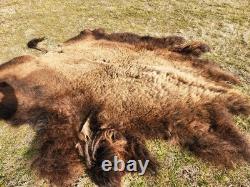 Fresh Tanned Wild Montana Yellowstone Bison Buffalo Robe Blanket Leather Antler