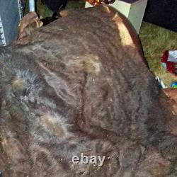 Fresh Tanned Wild Montana Yellowstone Bison Buffalo Robe Blanket Leather Antler