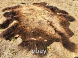 Fresh Tanned Wild Montana Yellowstone Bison Buffalo Robe Blanket Leather Antler