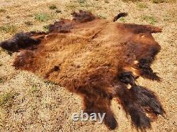 Fresh Tanned Wild Montana Yellowstone Bison Buffalo Robe Blanket Leather Antler