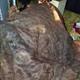 Fresh Tanned Wild Montana Yellowstone Bison Buffalo Robe Blanket Leather Antler