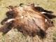 Fresh Tanned Wild Montana Yellowstone Bison Buffalo Robe Blanket Leather Antler