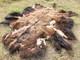Fresh Tanned Wild Montana Yellowstone Bison Buffalo Robe Blanket Leather Antler