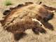 Fresh Tanned Wild Montana Yellowstone Bison Buffalo Robe Blanket Leather Antler