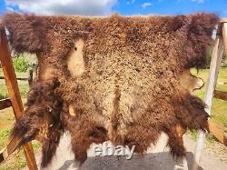 Fresh Tanned Wild Montana Yellowstone Bison Buffalo Robe Blanket Leather Antler