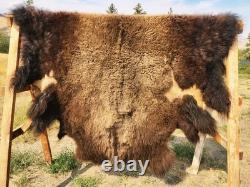 Fresh Tanned Wild Montana Yellowstone Bison Buffalo Robe Blanket Leather Antler