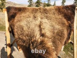 Fresh Tanned Wild Montana Yellowstone Bison Buffalo Robe Blanket Leather Antler