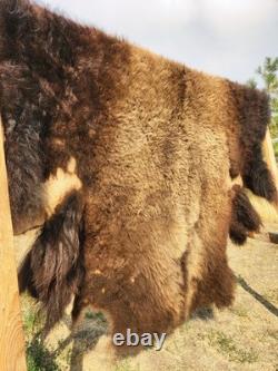 Fresh Tanned Wild Montana Yellowstone Bison Buffalo Robe Blanket Leather Antler
