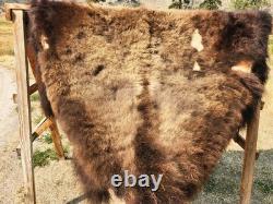 Fresh Tanned Wild Montana Yellowstone Bison Buffalo Robe Blanket Leather Antler