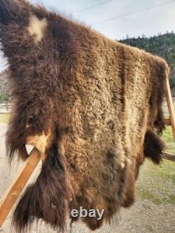 Fresh Tanned Wild Montana Yellowstone Bison Buffalo Robe Blanket Leather Antler