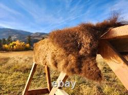 Fresh Tanned Wild Montana Yellowstone Bison Buffalo Robe Blanket Leather Antler