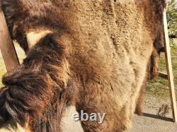 Fresh Tanned Wild Montana Yellowstone Bison Buffalo Robe Blanket Leather Antler