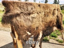 Fresh Tanned Wild Montana Yellowstone Bison Buffalo Robe Blanket Leather Antler