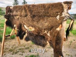 Fresh Tanned Wild Montana Yellowstone Bison Buffalo Robe Blanket Leather Antler
