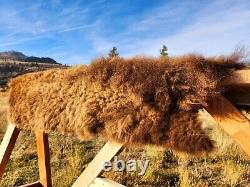 Fresh Tanned Wild Montana Yellowstone Bison Buffalo Robe Blanket Leather Antler