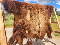 Fresh Tanned Wild Montana Yellowstone Bison Buffalo Robe Blanket Leather Antler