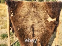 Fresh Tanned Wild Montana Yellowstone Bison Buffalo Robe Blanket Leather Antler