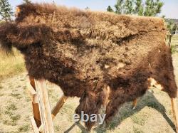 Fresh Tanned Wild Montana Yellowstone Bison Buffalo Robe Blanket Leather Antler