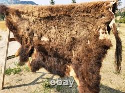 Fresh Tanned Wild Montana Yellowstone Bison Buffalo Robe Blanket Leather Antler