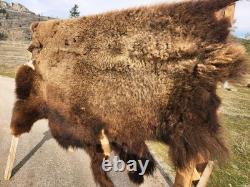 Fresh Tanned Wild Montana Yellowstone Bison Buffalo Robe Blanket Leather Antler