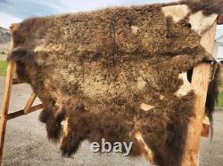 Fresh Tanned Wild Montana Yellowstone Bison Buffalo Robe Blanket Leather Antler