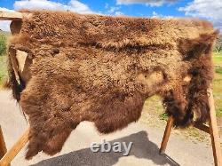 Fresh Tanned Wild Montana Yellowstone Bison Buffalo Robe Blanket Leather Antler