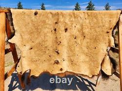 Fresh Tanned Wild Montana Yellowstone Bison Buffalo Robe Blanket Leather Antler