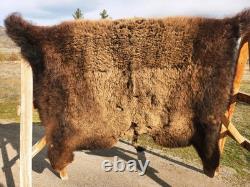 Fresh Tanned Wild Montana Yellowstone Bison Buffalo Robe Blanket Leather Antler