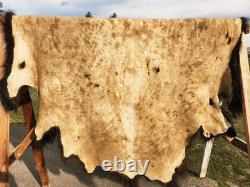 Fresh Tanned Wild Montana Yellowstone Bison Buffalo Robe Blanket Leather Antler