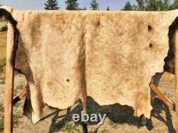 Fresh Tanned Wild Montana Yellowstone Bison Buffalo Robe Blanket Leather Antler