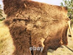 Fresh Tanned Wild Montana Yellowstone Bison Buffalo Robe Blanket Leather Antler