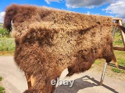 Fresh Tanned Wild Montana Yellowstone Bison Buffalo Robe Blanket Leather Antler