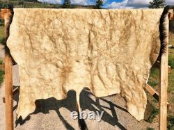 Fresh Tanned Wild Montana Yellowstone Bison Buffalo Robe Blanket Leather Antler