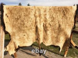 Fresh Tanned Wild Montana Yellowstone Bison Buffalo Robe Blanket Leather Antler