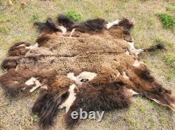 Fresh Tanned Wild Montana Yellowstone Bison Buffalo Robe Blanket Leather Antler